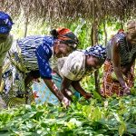 Un projet congolais pour “Uberiser” l’agriculture en RDC